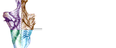 professional institute of massage therapy logo